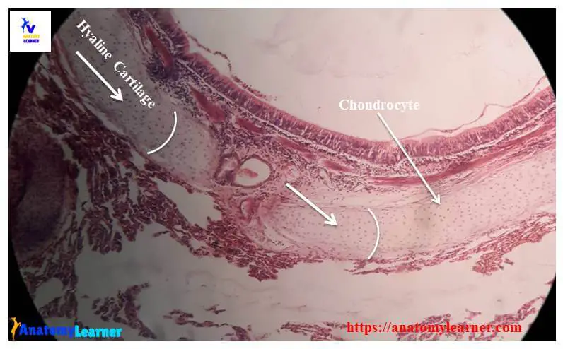 hyaline cartilage histology