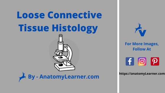 Loose connective tissue histology