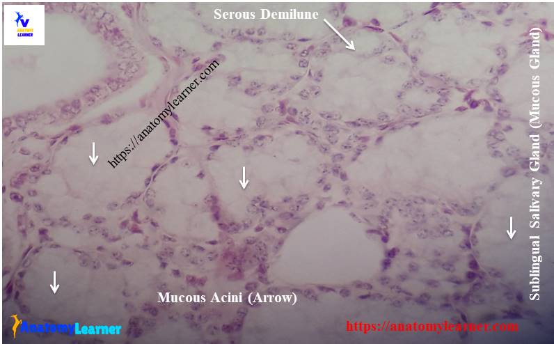 Mucous acini histology structure