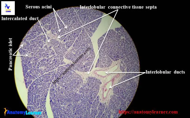 Pancreas histology