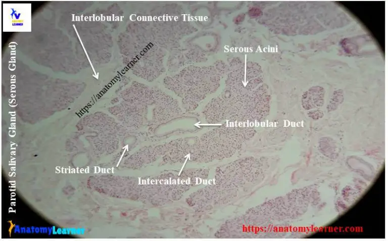 Salivary Gland Histology - Parotid Submandibular and Sublingual Glands ...