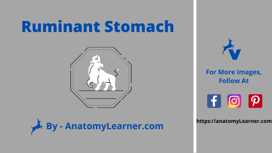 Ruminant digestive system anatomy
