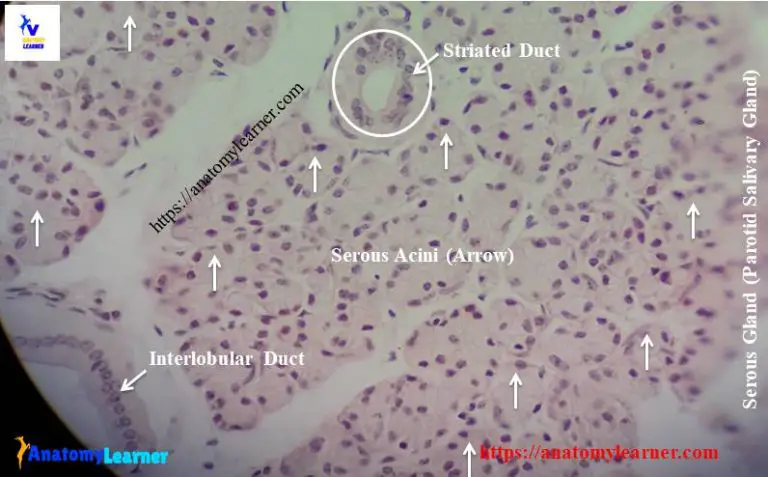 Mucous Acini Histology