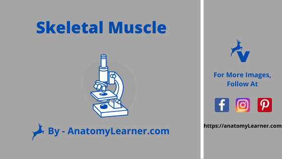 Skeletal muscle slide
