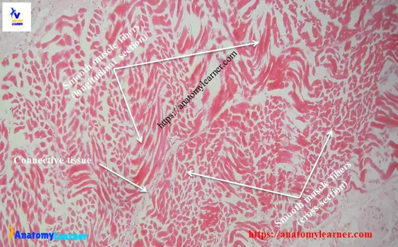 Smooth muscle histology