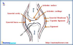 Synovial Joint Anatomy in Animal - Definition, Types and Structure ...