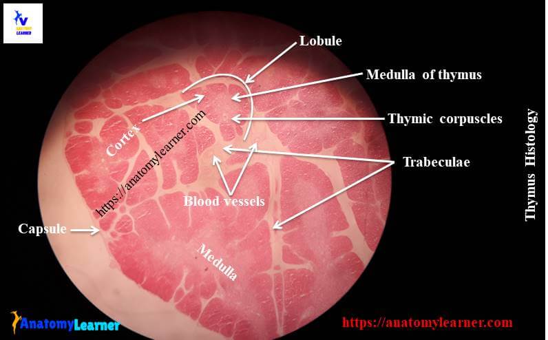 Thymus Histology Diagram