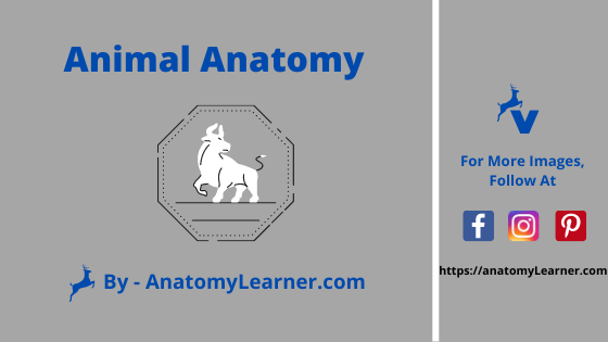 animal anatomy online