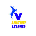 Anatomy Learner