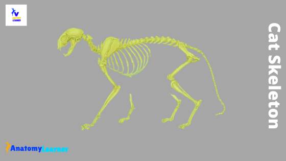 Cat skeleton anatomy diagram
