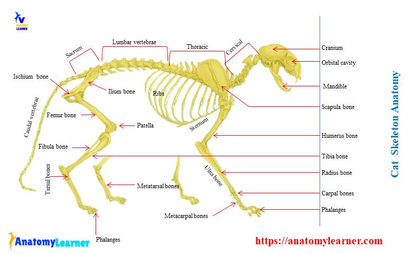 Cat skeleton anatomy