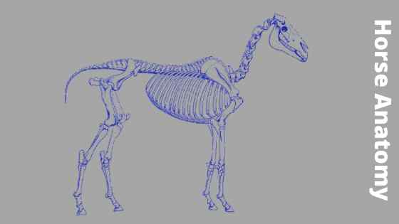 Equine anatomy
