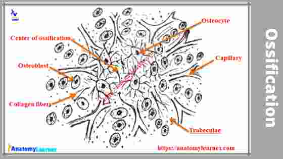Process of ossification