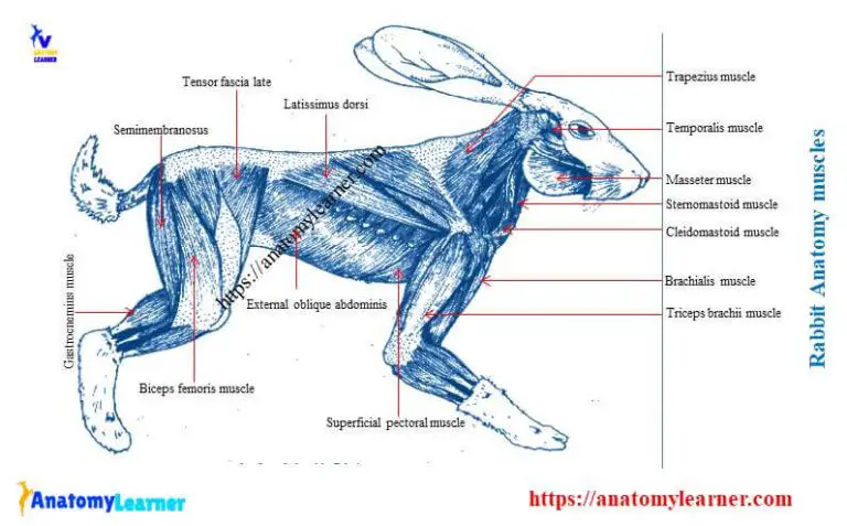 Rabbit Anatomy Skeleton Muscles And Internal Organs Anatomylearner The Place To Learn 9583