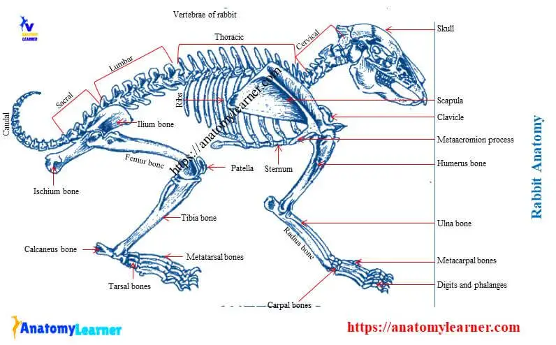 Rabbit anatomy skeleton