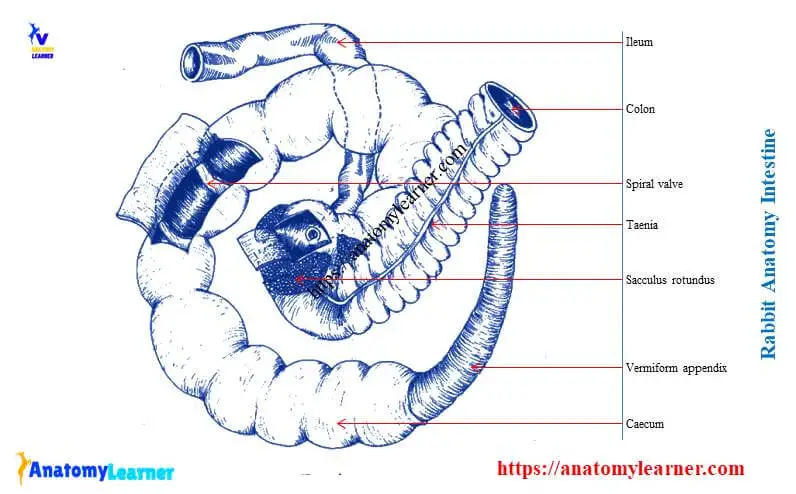 Rabbit intestine (internal organs)