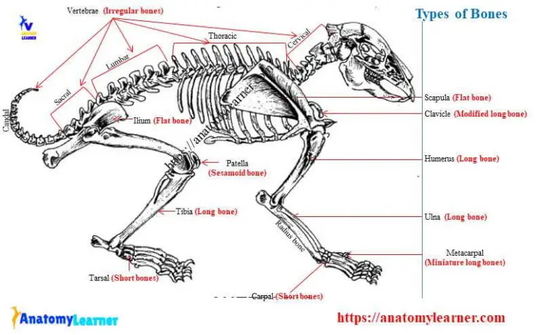 Types of Bones in the Body with Labeled Diagram » AnatomyLearner >> The ...