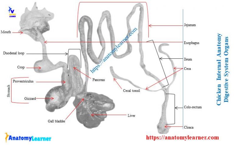 Chicken Anatomy - Features of External and Internal Organs ...