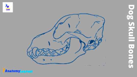 Dog skull bones anatomy
