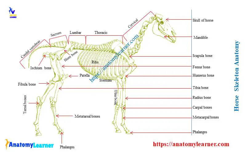 Horse skeleton anatomy diagram