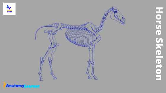 Horse skeleton diagram