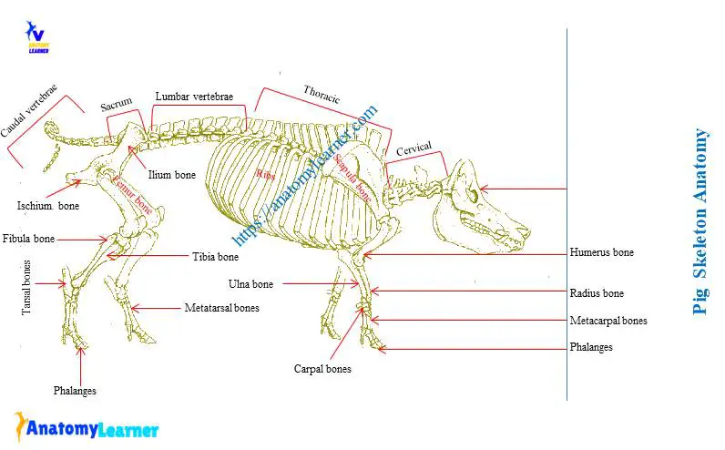 Pig skeleton anatomy