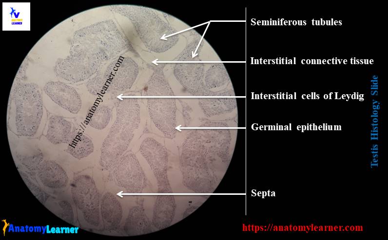 Testis histology slide