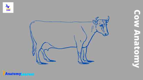 Cow anatomy labeled diagrams