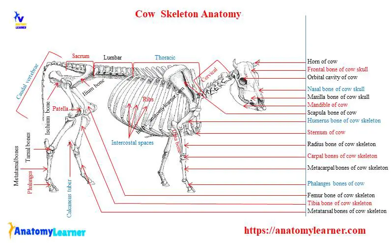 Cow skeleton anatomy