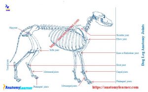 Dog Leg Anatomy with Labeled Diagram - Bones, Joints, Muscles and ...