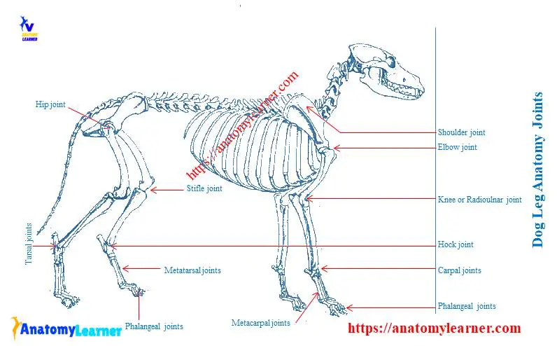 Dog front and hind leg anatomy joints