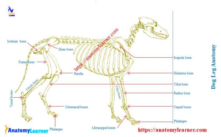 Dog Leg Anatomy with Labeled Diagram - Bones, Joints, Muscles and