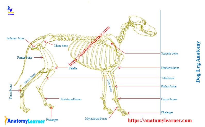 Dog leg anatomy
