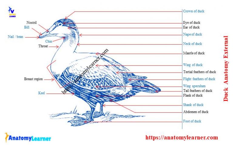 Duck Anatomy External And Internal Features With Labeled Diagram Duck Anatomy External And Internal Features With Labeled Diagram