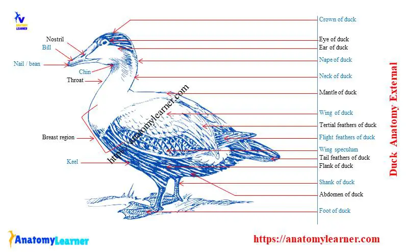 Duck anatomy diagram external