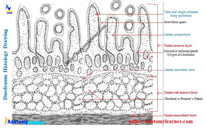 Duodenum histology drawing