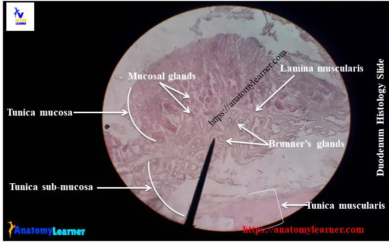 Duodenum histology slide