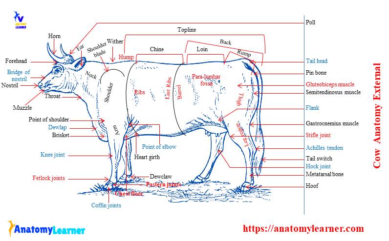 Cow Anatomy External Body Parts And Internal Organs With Labeled 