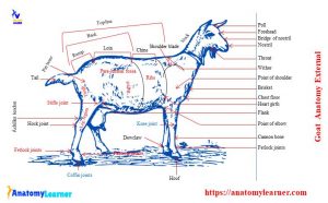 Goat Anatomy - External and Internal Anatomical Features with Labeled