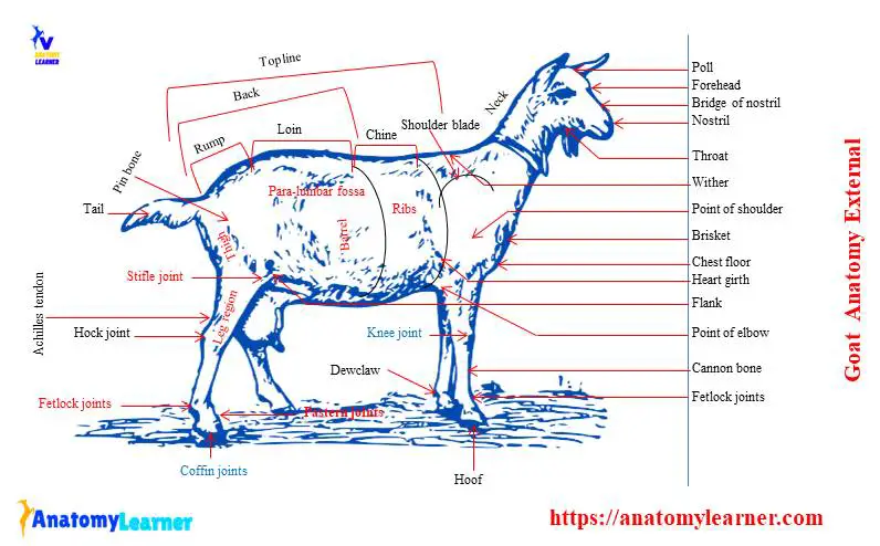Goat anatomy external