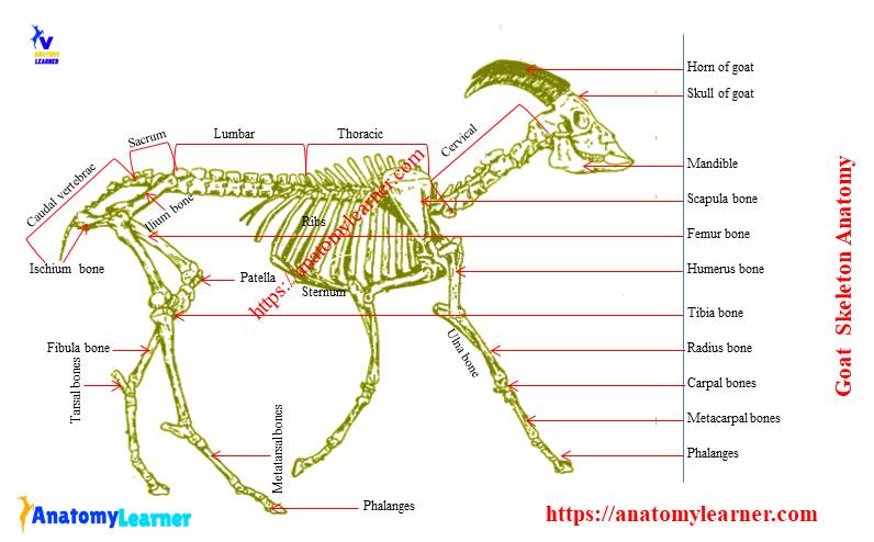 Goat anatomy skeleton