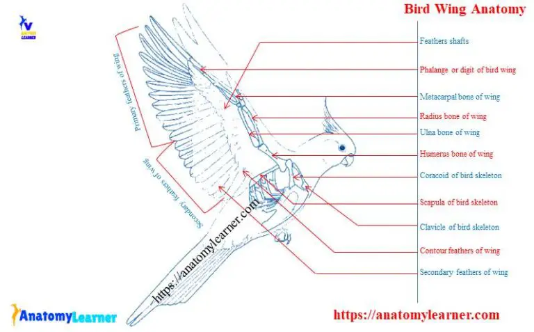 Bird Wing Anatomy With A Diagram - Bones, Muscles, Joints, And Vessels ...