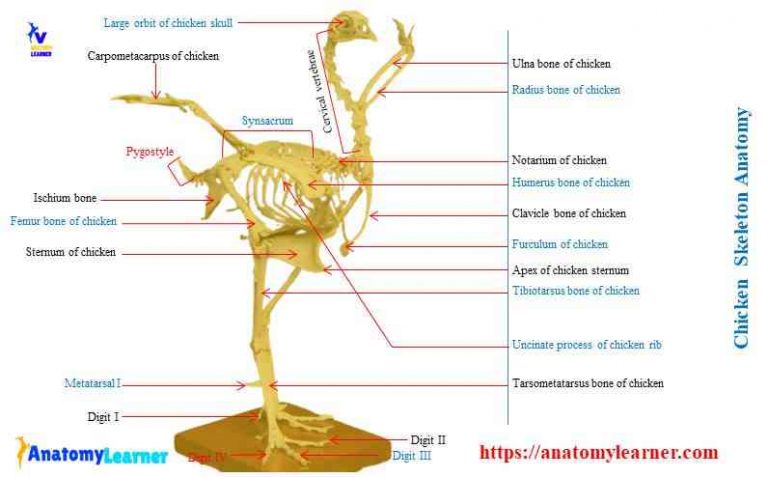 Chicken Skeleton Anatomy With Labeled Diagram AnatomyLearner 