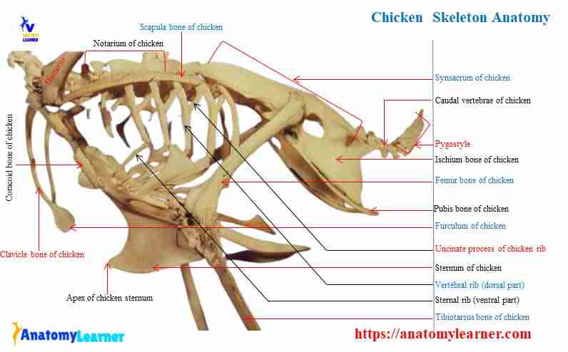 Chicken skeleton anatomy diagram