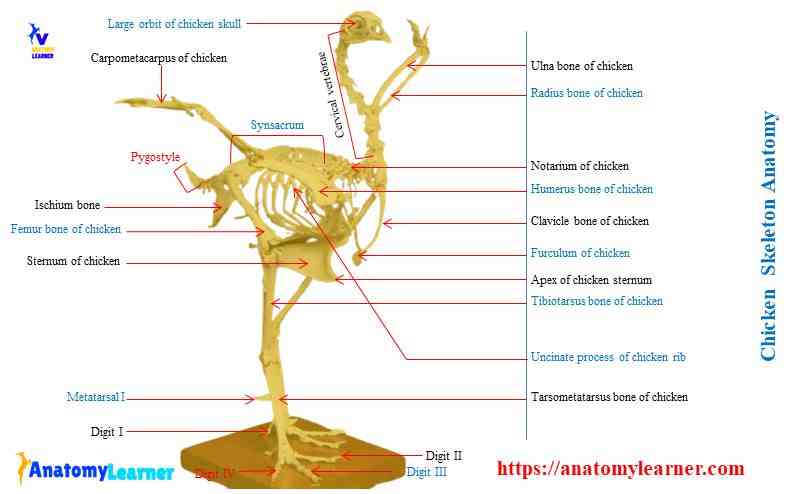 Chicken skeleton anatomy