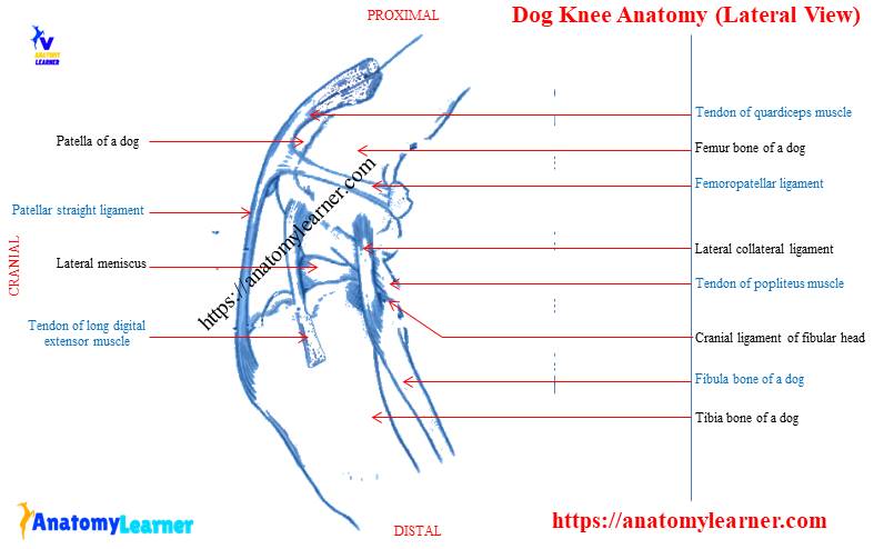Dog knee anatomy diagram
