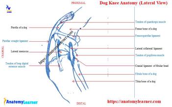 where is the knee joint on a dog