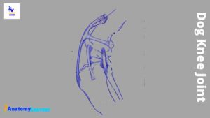Dog Knee Anatomy with Labeled Diagram » AnatomyLearner >> The Place to