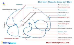 How Many Stomachs does a Cow have » AnatomyLearner >> Veterinary