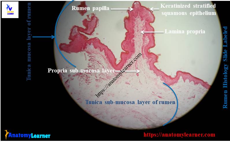 Layers of rumen slide labeled